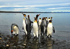 Lais Puzzle - Magellan-Pinguine in Feuerland - 100, 200, 500 & 1.000 Teile
