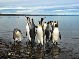 Lais Puzzle - Magellan-Pinguine in Feuerland - 500 & 1.000 Teile