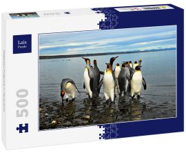 Lais Puzzle - Magellan-Pinguine in Feuerland - 500 Teile