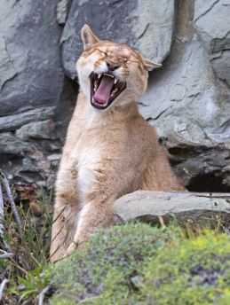 Lais Puzzle - Puma gähnt im Torres del Paine Nationalpark - 500 & 1.000 Teile