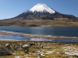 Lais Puzzle - Lama (Lama glama) vor dem Vulkan Parinacota, Höhe 6348 m, Chungar-See, Lauca-Nationalpark, Putre, Parinacota, Region Arica und Parinacota, Chile, Südamerika - 500 & 1.000 Teile
