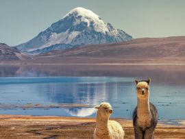Lais Puzzle - Alpaka (Vicugna pacos), die am Ufer des Chungara-Sees am Fuße des Sajama-Vulkans im Norden Chiles weiden. - 500 & 1.000 Teile