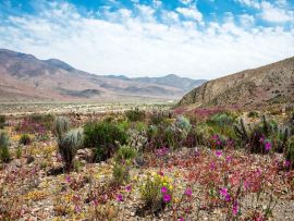 Lais Puzzle - Blühende Wüste (Spanisch: desierto florido) Atacama, Chile - 500 & 1.000 Teile