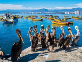 Lais Puzzle - Coquimbo, Chile - 500 & 1.000 Teile