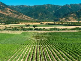 Lais Puzzle - Colchagua Tal, Chile - 500 & 1.000 Teile