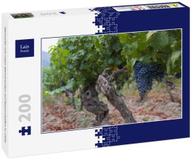 Lais Puzzle - Weinrebe mit roten Weintrauben auf Bauernhöfen in Chile - 200 Teile