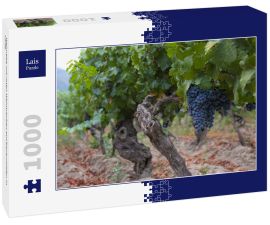 Lais Puzzle - Weinrebe mit roten Weintrauben auf Bauernhöfen in Chile - 1.000 Teile