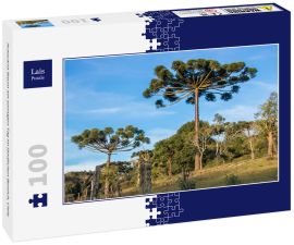 Lais Puzzle - Araucaria-Baum am sonnigen Tag im ländlichen Bereich, Chile - 100 Teile