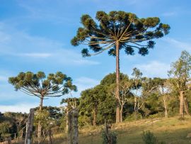 Lais Puzzle - Araucaria-Baum am sonnigen Tag im ländlichen Bereich, Chile - 500 & 1.000 Teile