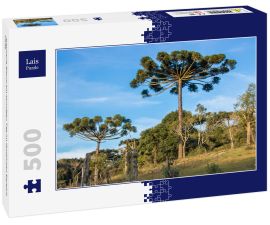 Lais Puzzle - Araucaria-Baum am sonnigen Tag im ländlichen Bereich, Chile - 500 Teile