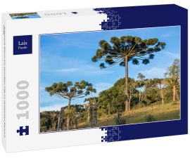 Lais Puzzle - Araucaria-Baum am sonnigen Tag im ländlichen Bereich, Chile - 1.000 Teile