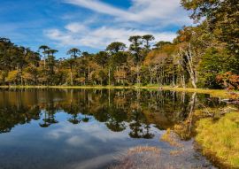 Lais Puzzle - Trekking in Reserva El Cani, in der Nähe von Pucon, Chile - 100, 200, 500 & 1.000 Teile
