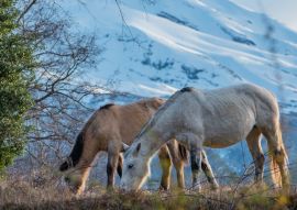 Lais Puzzle - Pferde im biologischen Reservat Huilo Huilo, Chile - 100, 200, 500 & 1.000 Teile