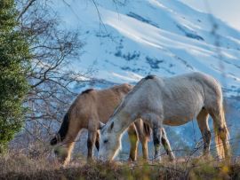 Lais Puzzle - Pferde im biologischen Reservat Huilo Huilo, Chile - 500 & 1.000 Teile