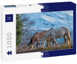 Lais Puzzle - Pferde im biologischen Reservat Huilo Huilo, Chile - 1.000 Teile