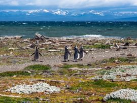 Lais Puzzle - Magellan-Pinguine in natürlicher Umgebung - Seno Otway Penguin, Chile - 500 & 1.000 Teile