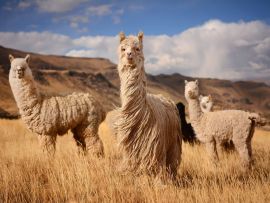 Lais Puzzle - Lamas (Alpaka) in den Anden, Peru - 500 & 1.000 Teile