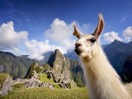 Lais Puzzle - Lama in Machu Picchu, Peru - 500 & 1.000 Teile