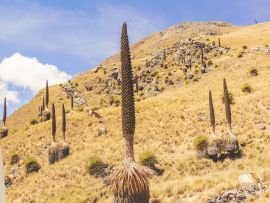 Lais Puzzle - Puya raimondii, auch als Königin der Anden oder puya de Raimondi bekannt, ist die größte Bromelienart und erreicht eine Höhe von bis zu 15 Metern. Weiße Kordilleren, Peru - 500 & 1.000 Teile