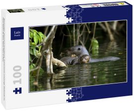 Lais Puzzle - Riesenotter, pteronura brasiliensis, Erwachsene und junge Stehende im Fluss Madre de Dios, Manu Parc in Peru - 100 Teile