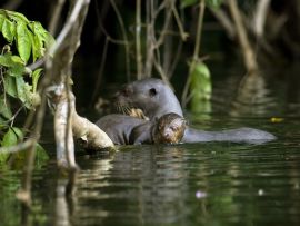 Lais Puzzle - Riesenotter, pteronura brasiliensis, Erwachsene und junge Stehende im Fluss Madre de Dios, Manu Parc in Peru - 500 & 1.000 Teile