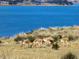 Lais Puzzle - Vikunjas auf der Insel Suasi (Titicaca-See, Peru) - 500 & 1.000 Teile