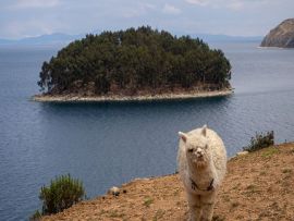 Lais Puzzle - Lama Alpaka in einer Landschaft von la isla de la luna (Mondinsel) mit Meer und Insel im Titicacasee, Peru - 500 & 1.000 Teile