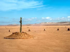 Lais Puzzle - Die einzige Pflanze über viele Kilometer in der Wüstenregion von Tacna, Peru - 500 & 1.000 Teile