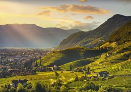 Lais Puzzle - Ansicht der Weinberge in Santa Maddalena Bozen, Italien - 500 & 1.000 Teile