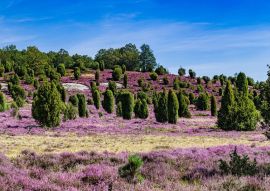Lais Puzzle - Lüneburger Heide in Deutschland - 500 & 1.000 Teile