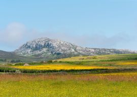 Lais Puzzle - Holyhead Mountain, (der walisische Name ist Mynydd Twr) über den Feldern mit Butterblumen und Wildblumen. In Holyhead Anglesey Nordwales - 500 & 1.000 Teile