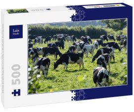 Lais Puzzle - Milchkühe auf einem Feld Carmarthenshire Wales - 500 Teile