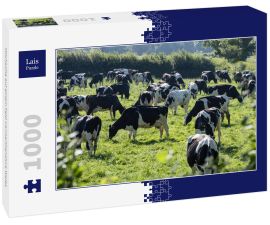 Lais Puzzle - Milchkühe auf einem Feld Carmarthenshire Wales - 1.000 Teile