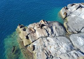 Lais Puzzle - Seelöwen auf der Insel Coronado - 500 & 1.000 Teile