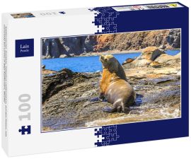 Lais Puzzle - Kalifornischer Seelöwe, Zalophus californianus, auf den Felsen. Isla Coronado bei Loreto in Baja Kalifornien, Mexiko - 100 Teile