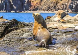 Lais Puzzle - Kalifornischer Seelöwe, Zalophus californianus, auf den Felsen. Isla Coronado bei Loreto in Baja Kalifornien, Mexiko - 500 & 1.000 Teile