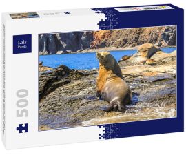 Lais Puzzle - Kalifornischer Seelöwe, Zalophus californianus, auf den Felsen. Isla Coronado bei Loreto in Baja Kalifornien, Mexiko - 500 Teile