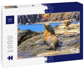 Lais Puzzle - Kalifornischer Seelöwe, Zalophus californianus, auf den Felsen. Isla Coronado bei Loreto in Baja Kalifornien, Mexiko - 1.000 Teile