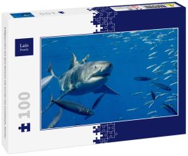 Lais Puzzle - Käfigtauchen mit dem Weissen Hai auf der Isla Guadalupe, Mexiko - 100 Teile