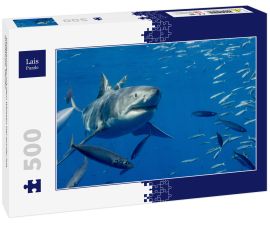 Lais Puzzle - Käfigtauchen mit dem Weissen Hai auf der Isla Guadalupe, Mexiko - 500 Teile