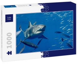 Lais Puzzle - Käfigtauchen mit dem Weissen Hai auf der Isla Guadalupe, Mexiko - 1.000 Teile