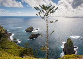 Lais Puzzle - Norfolk Pine an der Küste der Insel Norfolk, Australien - 500 & 1.000 Teile