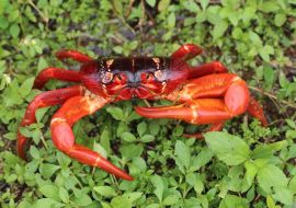 Lais Puzzle - Roter Weihnachtsinselkrebs (Gecarcoidea natalis), Australien - 500 & 1.000 Teile