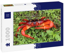 Lais Puzzle - Roter Weihnachtsinselkrebs (Gecarcoidea natalis), Australien - 1.000 Teile