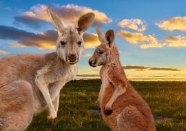 Lais Puzzle - Kängurus im Outback im Sonnenuntergang, Australien - 500 & 1.000 Teile