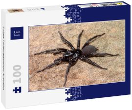 Lais Puzzle - Sydney Trichternetzspinne, Australien - 100 Teile