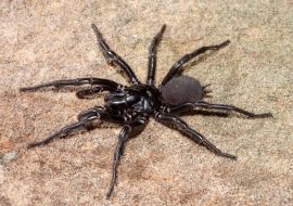 Lais Puzzle - Sydney Trichternetzspinne, Australien - 500 & 1.000 Teile