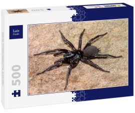 Lais Puzzle - Sydney Trichternetzspinne, Australien - 500 Teile