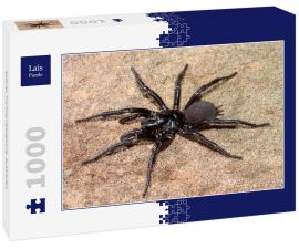 Lais Puzzle - Sydney Trichternetzspinne, Australien - 1.000 Teile