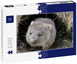 Lais Puzzle - Ein Wombat (Vombatus ursinus)-Baby (Joey), das aus seinem Bau im Grasland kommt - Cradle Mountain, Tasmanien Australien - 100 Teile